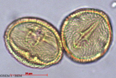 ISEM 1/Schinopsis_haenkeana_29455/Schinopsis_haenkeana_29455_0001(copy)_thumb.jpg